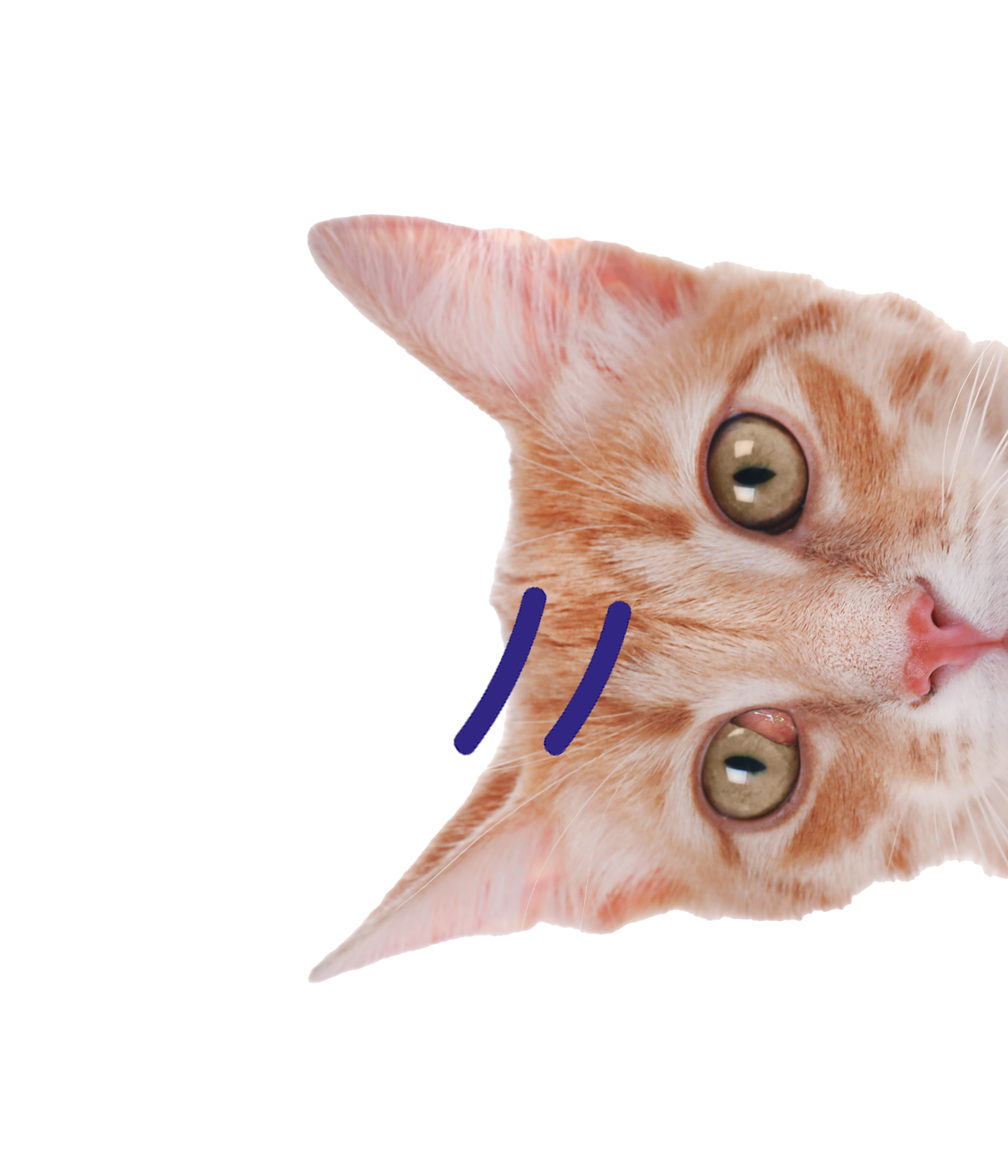 CAT_01