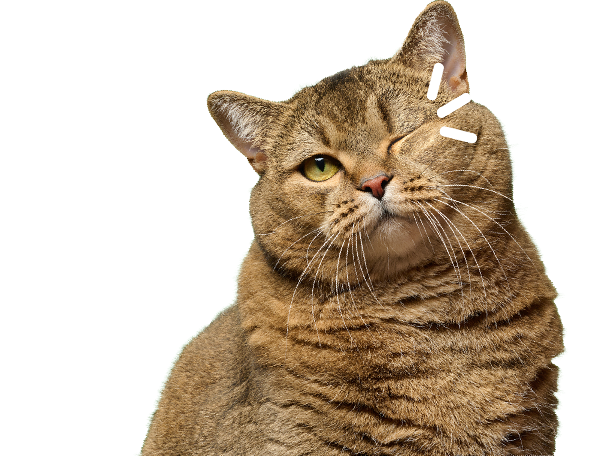 CAT_02