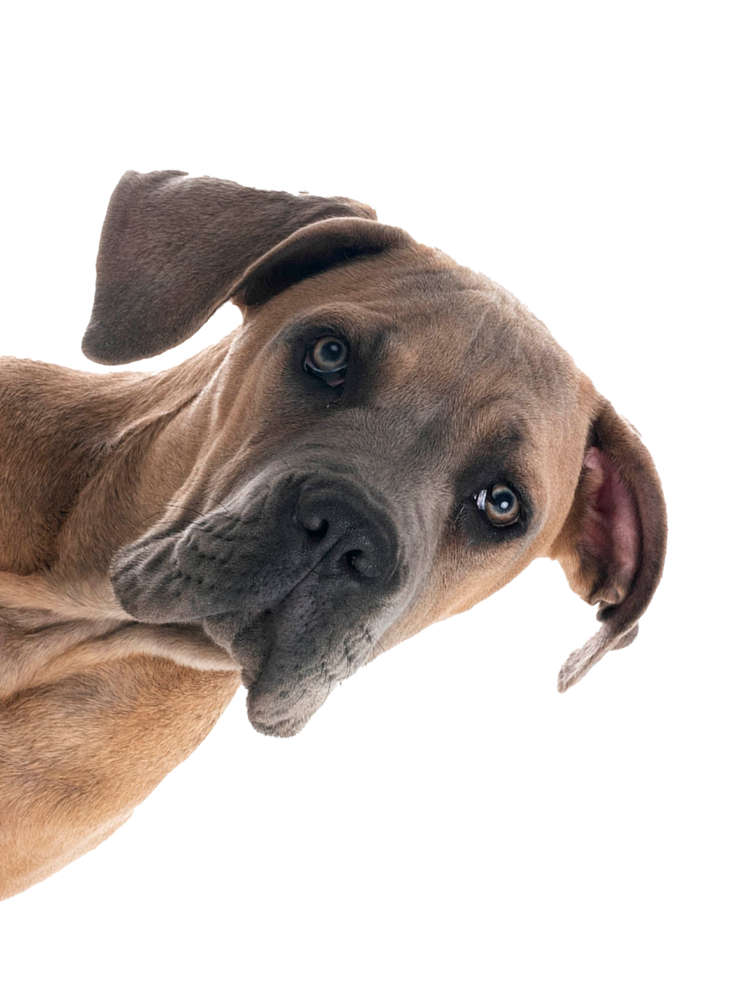 DOG_02