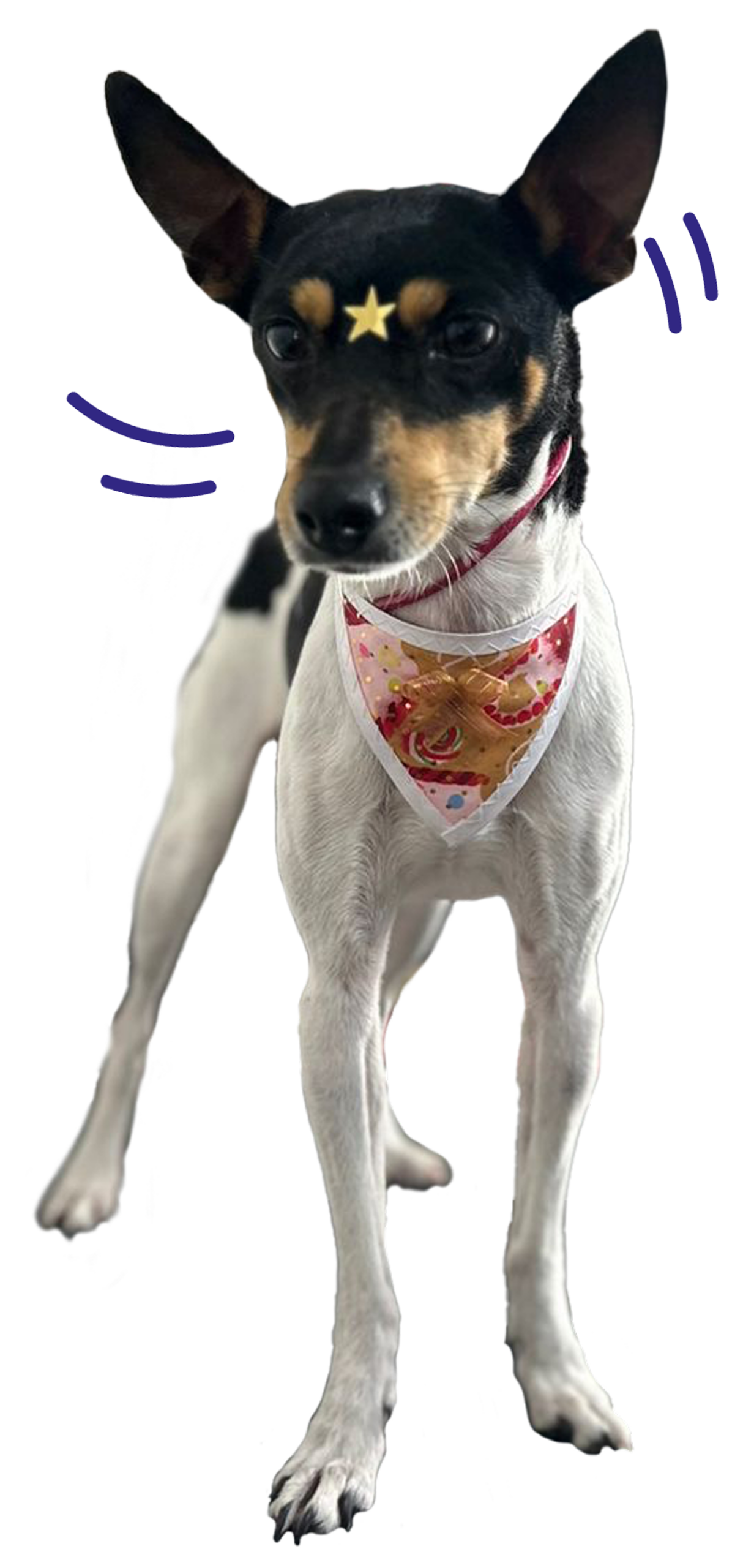 Perro